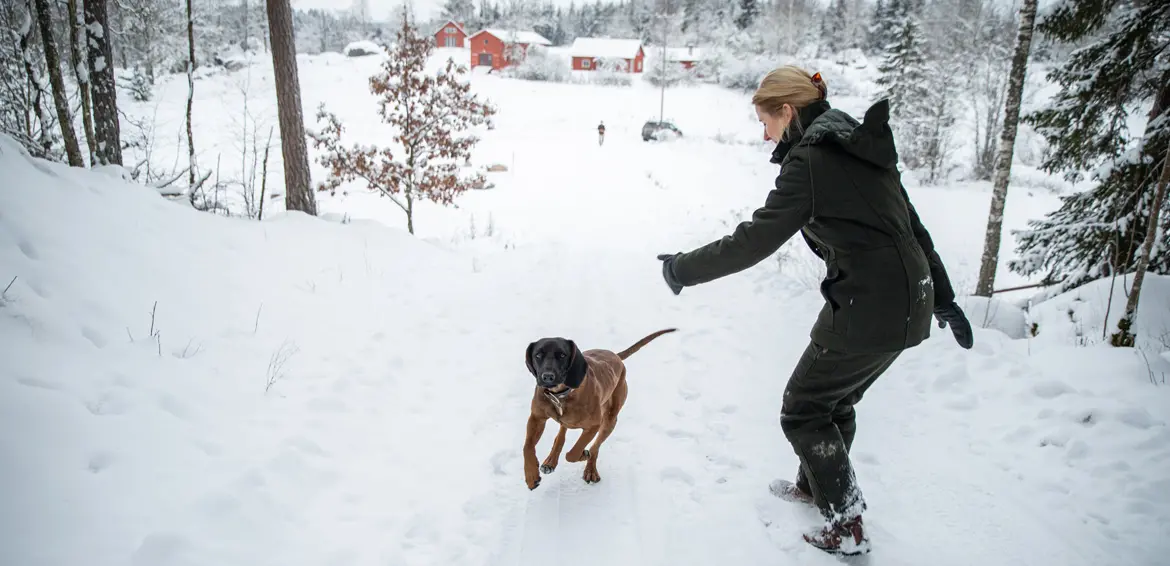 Den bayerska viltspårhunden Castor på en av de nya vägar som paret Bredelius har byggt. Foto: Felicia Yllenius