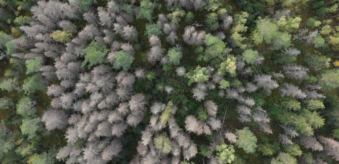 Granbarkborreskadad skog. Drönarfoto: Rickard Undevik