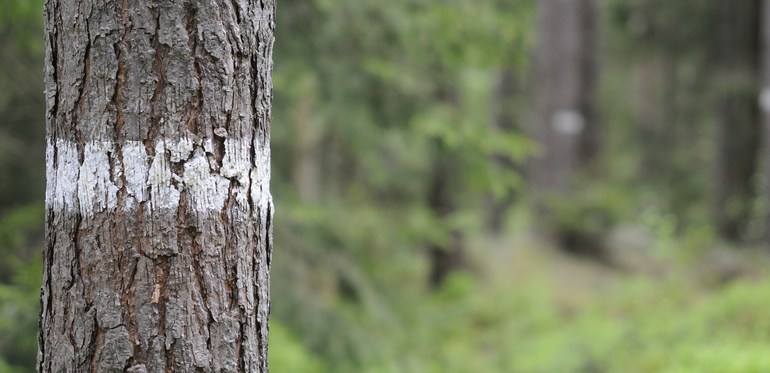 Träd som markerats med färg för att visa att det utgör en gräns mot annan fastighet. Foto: Ulrika Lagerlöf/Skogssällskapet