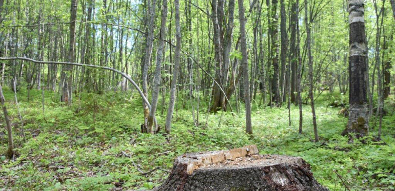 I Sundsvalls kommun har den tätortsnära skogen ljusats upp genom att man bland annat huggit bort stora granar. Foto: Ulrika Lagerlöf