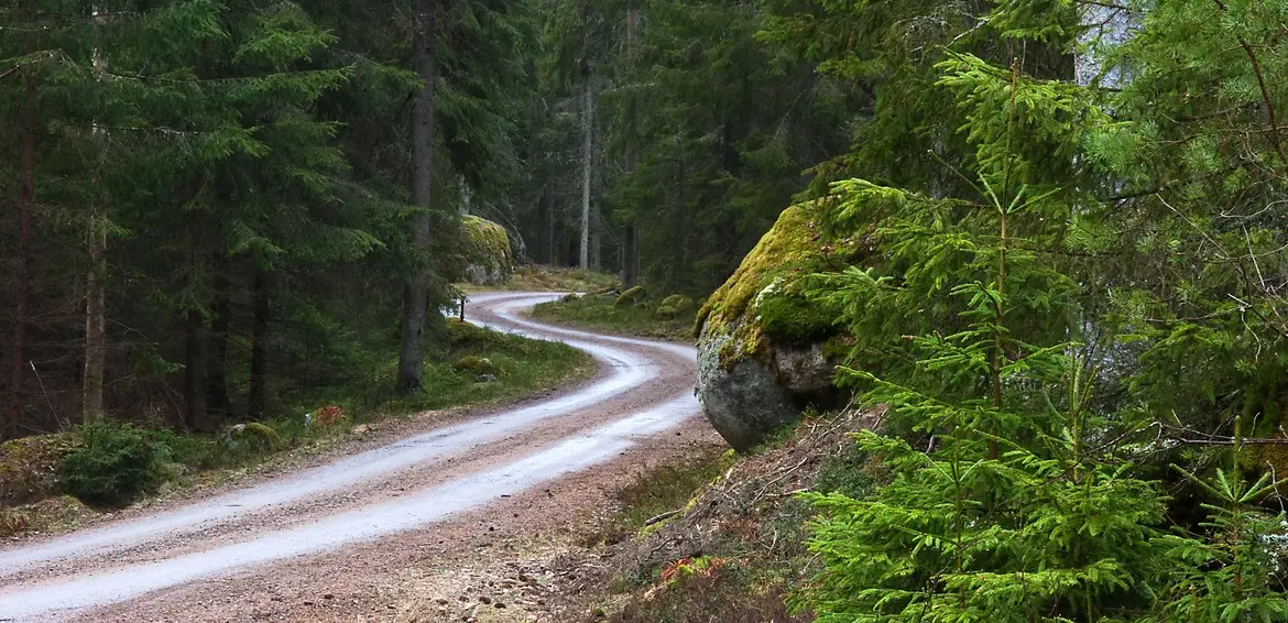 Slingrande skogsväg. Foto: Mostphotos