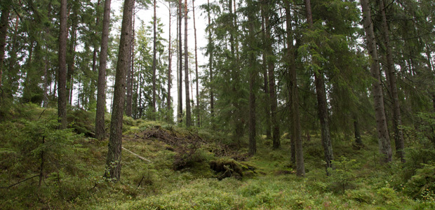 Naturvårdsorganisationernas yta som avverkats med hänsyn till tjädern. Foto: Ulrika Lagerlöf/Skogssällskapet