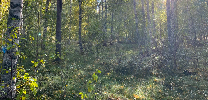 Skog på torvmark
