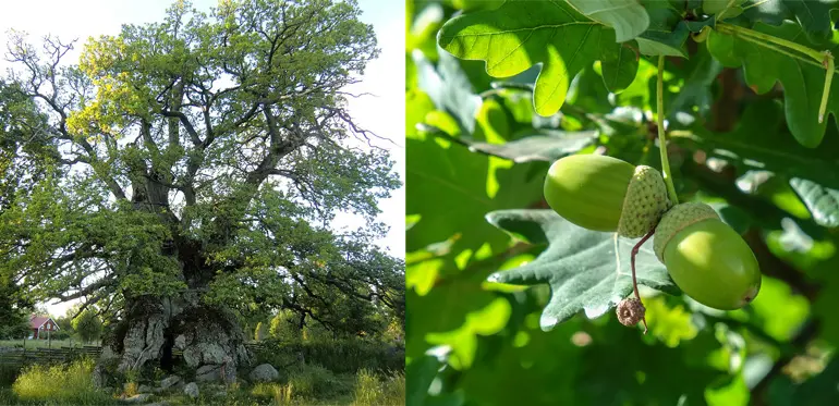 Ek – skogens uråldriga gigant. Foton: Wikipedia och Mostphotos