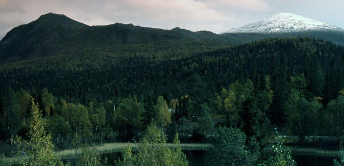 Skogslandskap i Storuman. Bild från Storumans kommuns fotoarkiv. Foto: Signar Gustafsson