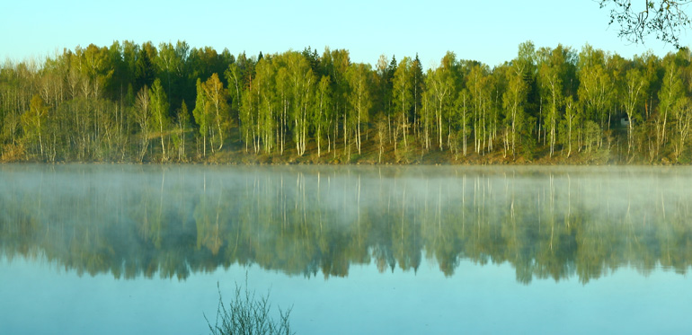 I Lettland består mer än halva skogsarealen av Skogssällskapets mark av björkbestånd. 