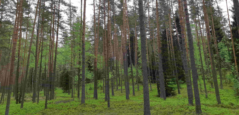 I Litauen domineras de skogsmarksarealer som Skogssällskapet äger av medelålders och äldre tallbestånd. 