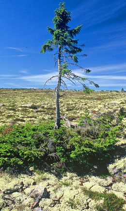Äldsta trädet på jorden, en ur-gran på fulufjället.