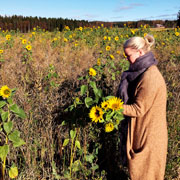 Elämyksiä ja riistanhoitoa: Janica Wetterstein-Sohlberg poimimassa auringonkukkia riistapellolta - siemensekoituksen nimi on Fasaani-Peltopyy Diana.