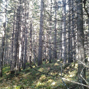 Västby Fjällskog