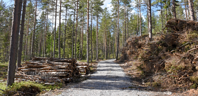 Grothög längs skogsbilväg i Sundsvall 2017. Foto: Ulrika Lagerlöf/Skogssällskapet