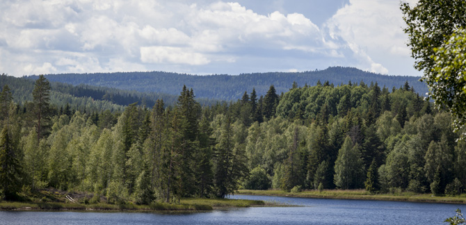 Vy över skog och sjö. Foto: Shutterstock