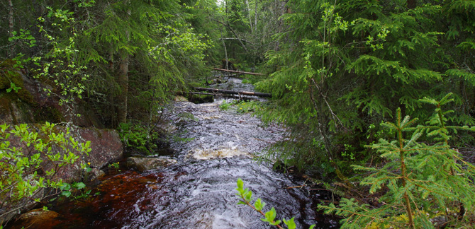 Vatten i skogen. Foto: Line Djupström