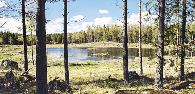 Våtmark på Bredvik, Skogssällskapets fastighet utanför Norrtälje. Foto: Felicia Yllenius