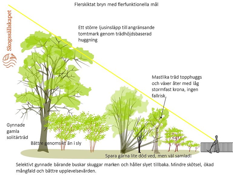 Skogssällskapets modell för brynhuggning. 